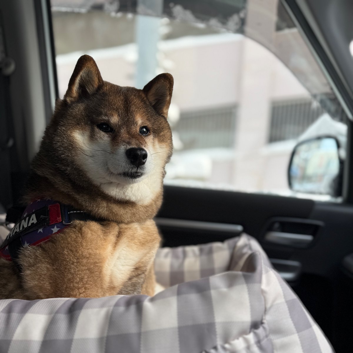 Post by ポンdeにゃん☃️ on X: イッヌ