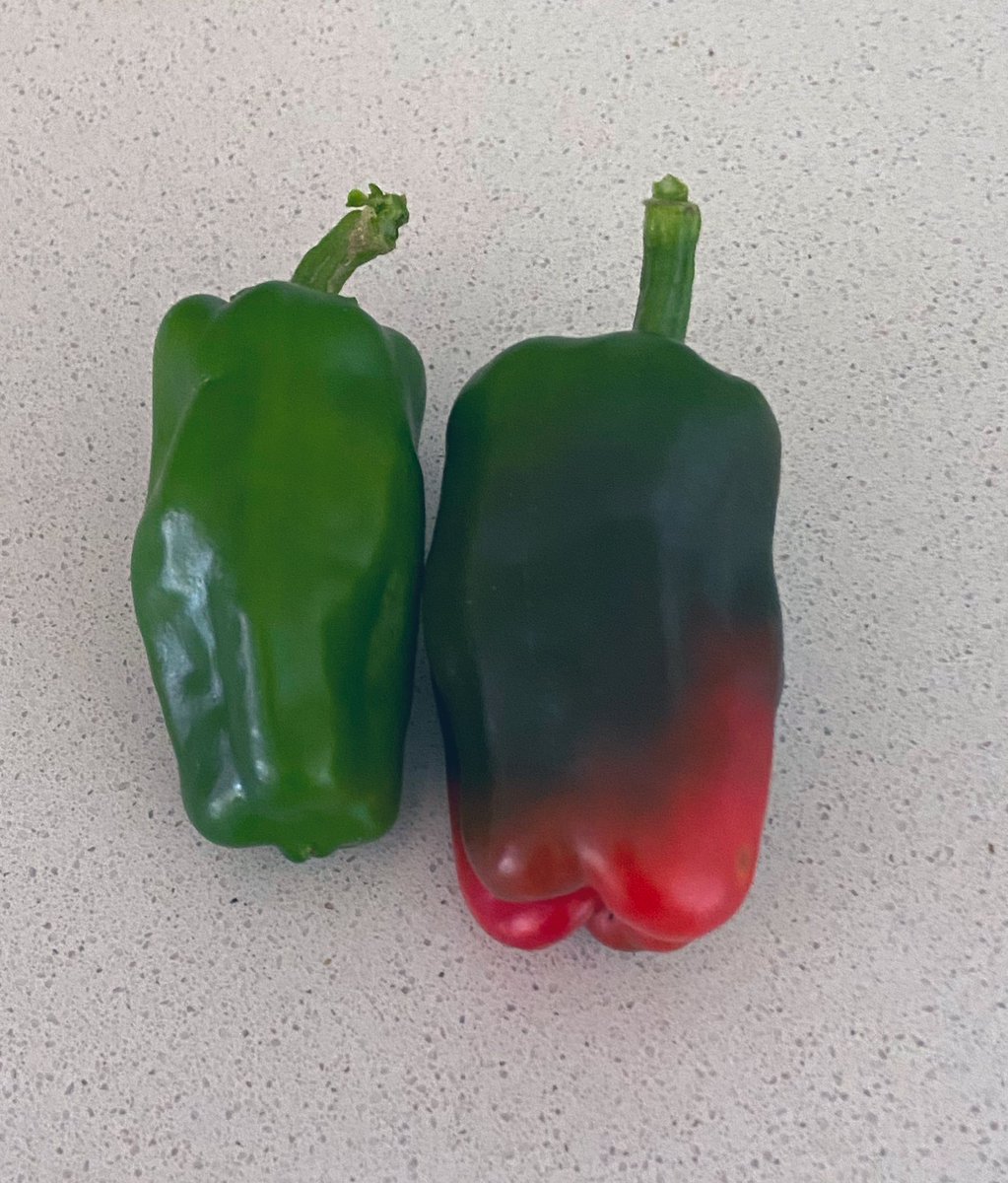 msdiqld's tweet image. Omg. Look at the #capsicums I grew… on my #balcony #garden @OliviaQLD