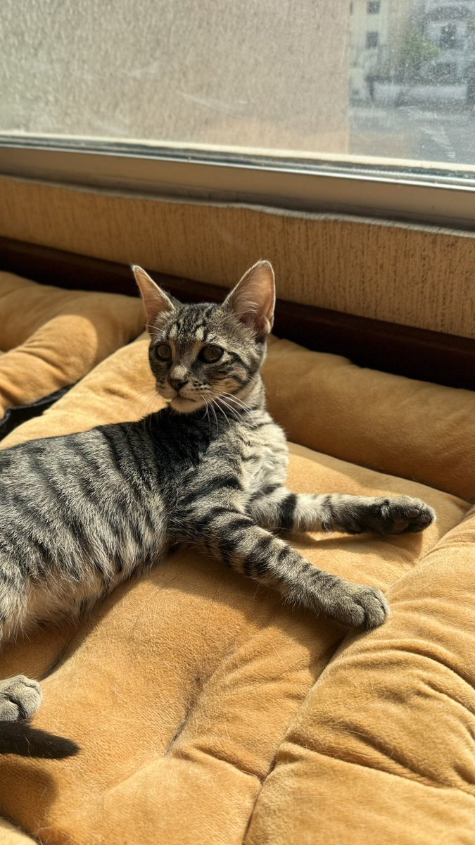 Tengo 3 gatitos buscando casita urgente. Por favor ayúdenme a difundir estos. Son 2 hembras y 1 machito. 🤎🩶