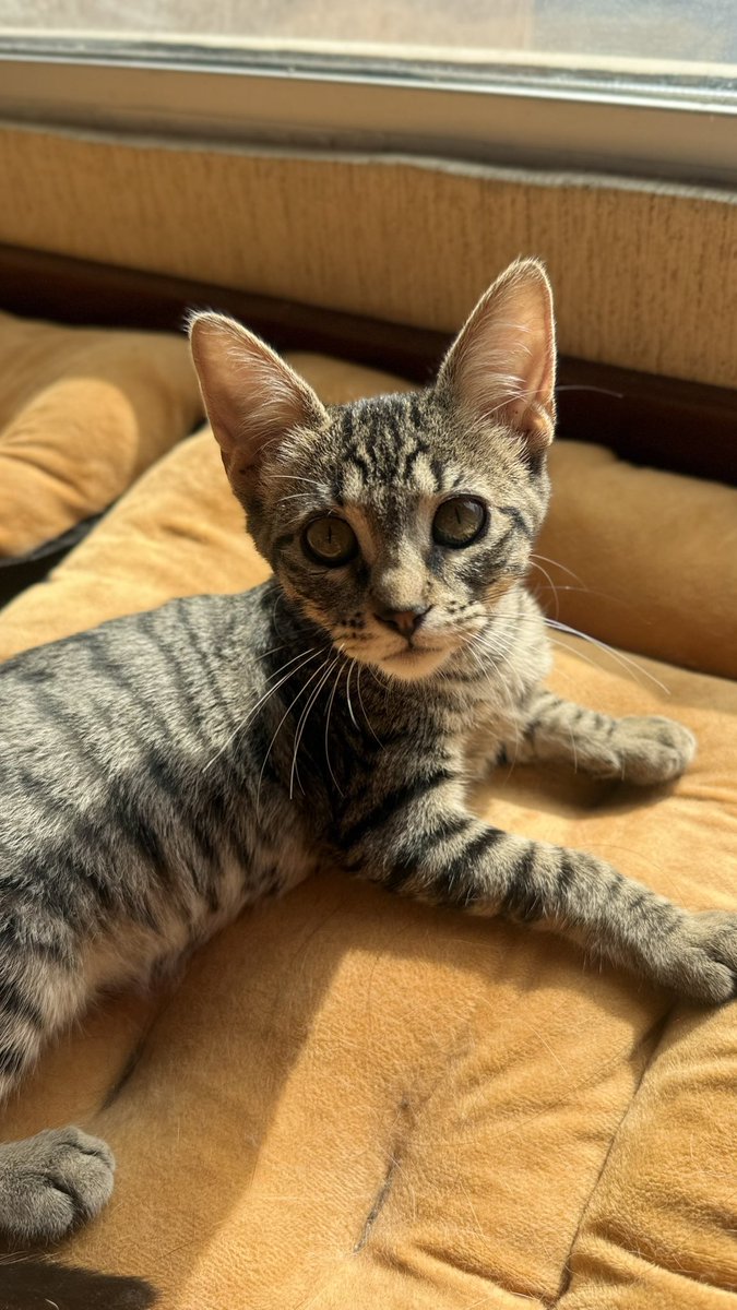 saravia_caro's tweet photo. Tengo 3 gatitos buscando casita urgente. Por favor ayúdenme a difundir estos. Son 2 hembras y 1 machito. 🤎🩶 https://t.co/J2c0I1X9JS