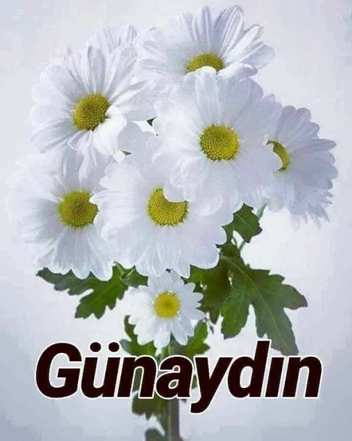 Yeni bir güne, Allah'a güvenerek ve O'na sığınarak başlamak en güzel başlangıçtır. Günaydın!
Hayırlı sabahlar 🇹🇷
