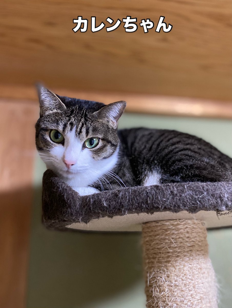 猫カフェみーちゃみーちょ (@miciamicio_neko) / Posts / X