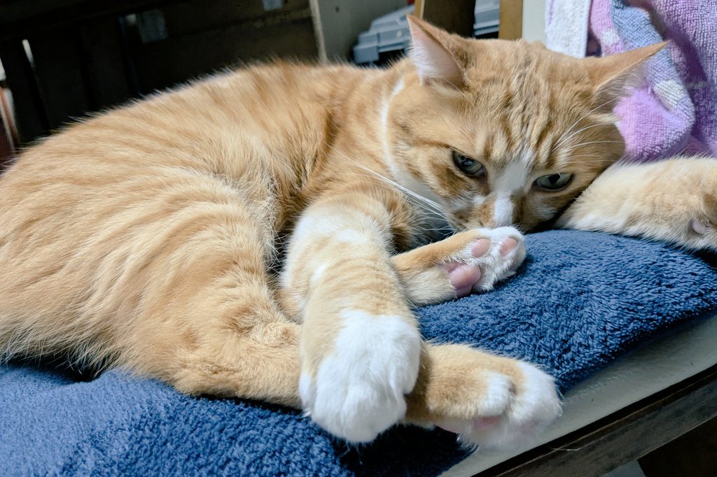 あんころきなこ🐾 (@ankororineko817) / Posts / X