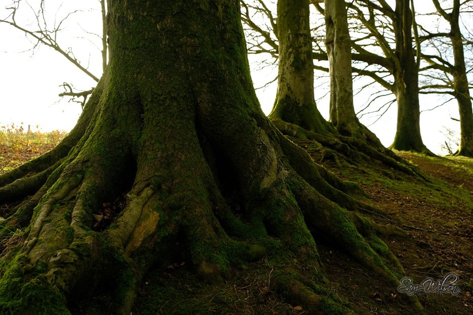 SamWlandscapes's tweet photo. Tree roots at the Hackpen #thicktrunktuesday #treelove https://t.co/08oi0aWuiZ