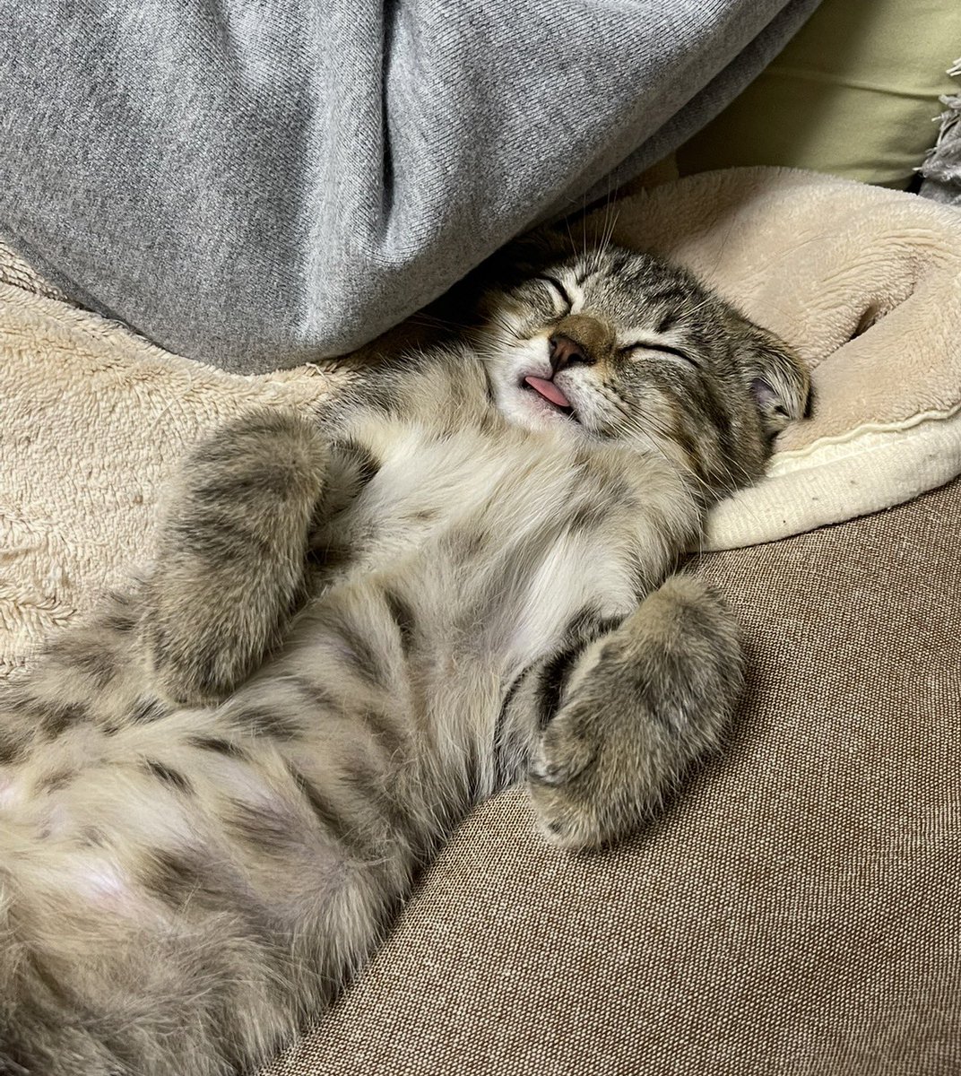 neccobucho's tweet image. ヘ  ソ  天  舌  ペ  ロ  。。。