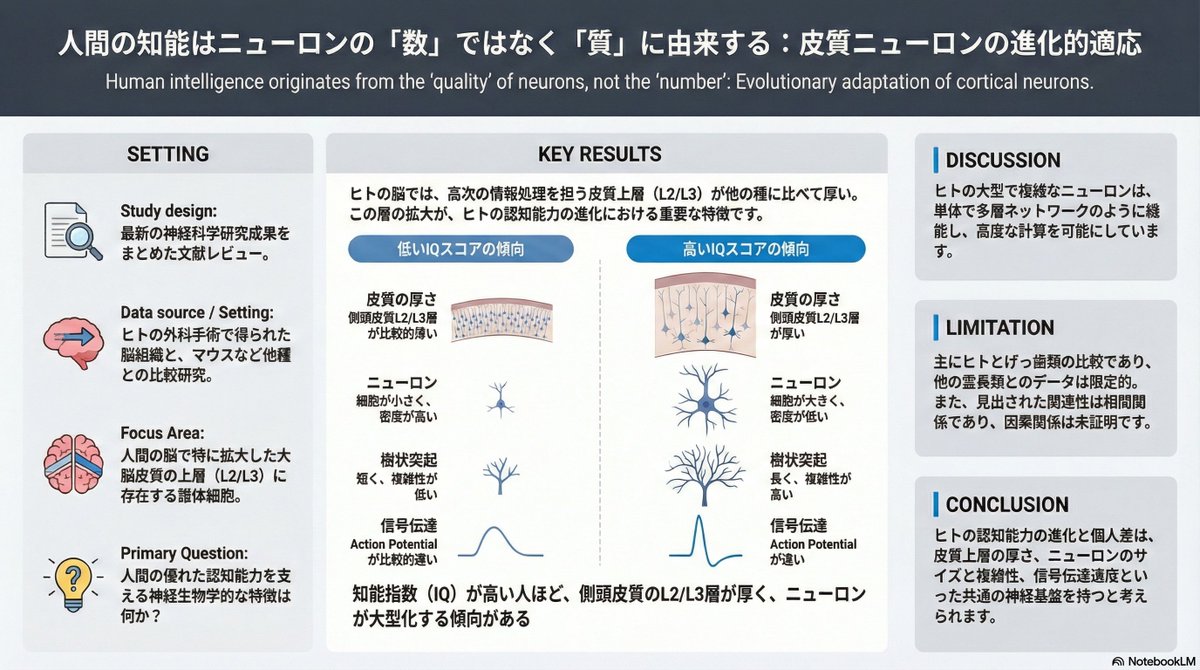 thmonk_pf's tweet image. ご紹介有難うございます

人間の高度な認知能力は皮質拡大に加え上顆粒層(L2/L3)錐体neuronの質的進化に基く

高速回復するsynapses、HCN電流による信号加速、速い活動電位により高密度情報処理を実現
この特性は個人IQとも相関し進化と認知能力が共通の細胞基盤を持つ

#connition 
#neuron 
#papers