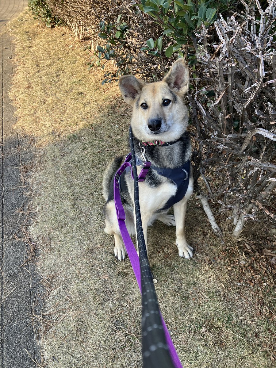 PwjShonan's tweet photo. 大好きなお散歩でクン活を楽しむグロリアちゃん♪
ふと思い出したかのようにアイコンタクトをとっておやつアピール✨
お座りも上手です👏

グロリア　推定10歳　約18kg

#ピースワンコジャパン #湘南譲渡センター #湘南tsite #保護犬 #元野犬 #里親募集中 #保護犬を家族に #ピースワンコ https://t.co/IcNV88Md1a