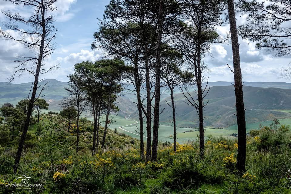 tunisialphanews's tweet photo. 🇹🇳🌳Joumine (Bizerte).
📸Kaouane Hichem. https://t.co/m0owLLZSco