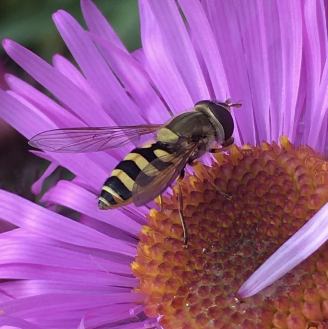 Pollinators tweet media