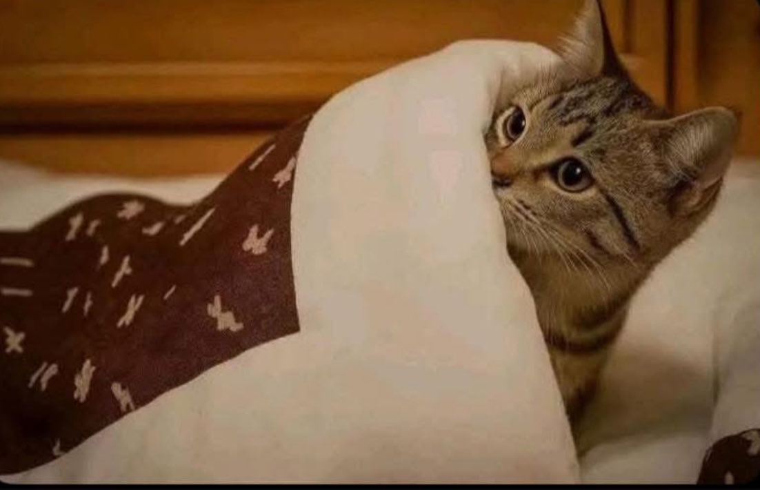 Quand tu vas te coucher et que tu laisses ton frère au salon en train de regarder la télé et subitement tu entends le volume baisse 🔞🃏🤧