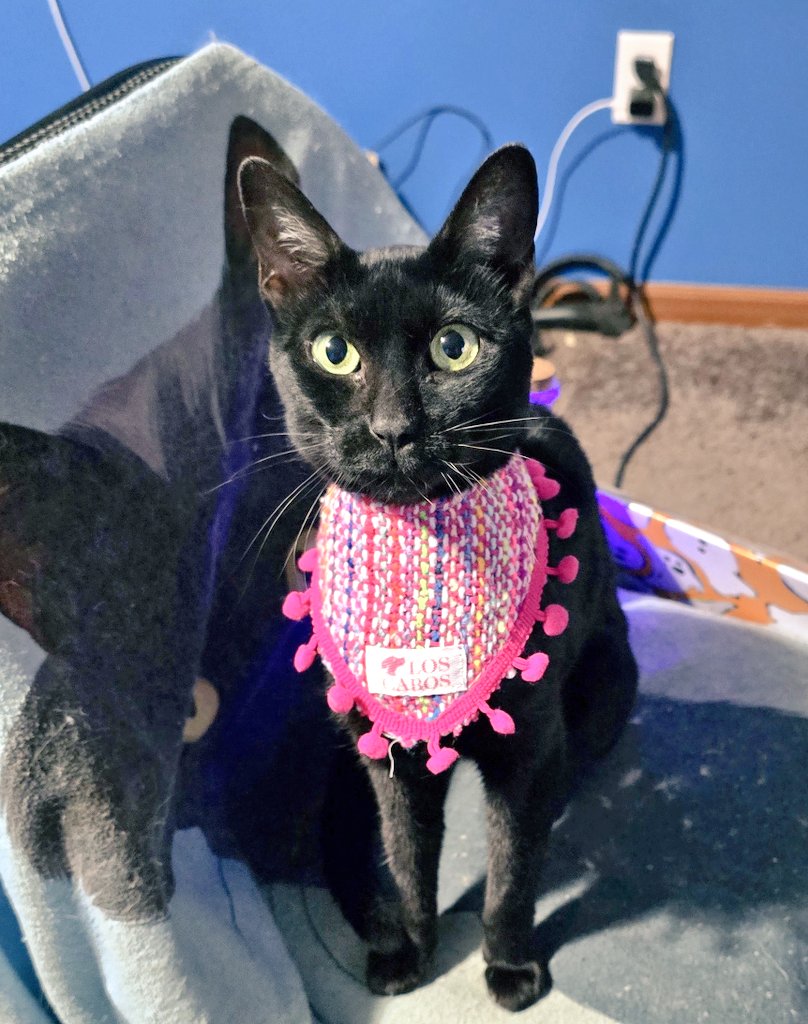 Freedom isn't free. Our country was born fighting the fires of tyranny. Bringing immigrants together, our chosen family. 

If one of us isn't free, none of us are free. 

Resist. They can't stop us all. 
Live to spite your enemies. 
You're worth it.