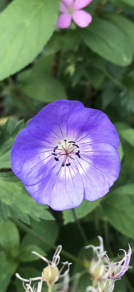 Andy6hutch's tweet photo. Morning💙… Happy Tuesday 😊…. Have a good one…. #GardeningX #GeraniumJanuary #HardyGeraniums #TuesdayBlue #HutchGarden 🧑‍🌾🪴 https://t.co/u2pD6XNeot