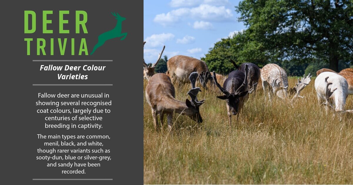 British Deer Society (BDS) tweet media