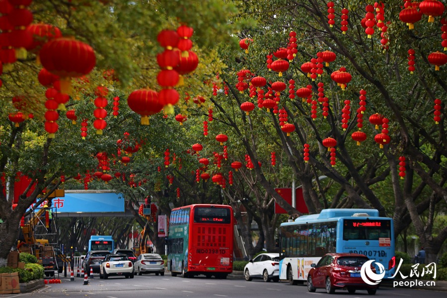 Red lanterns are up in Xiamen, Fujian—hanging from tree branches