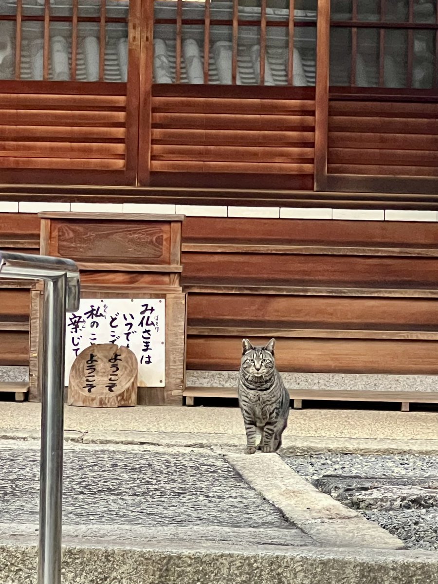 歩いていて視線を感じると思ったら🐈