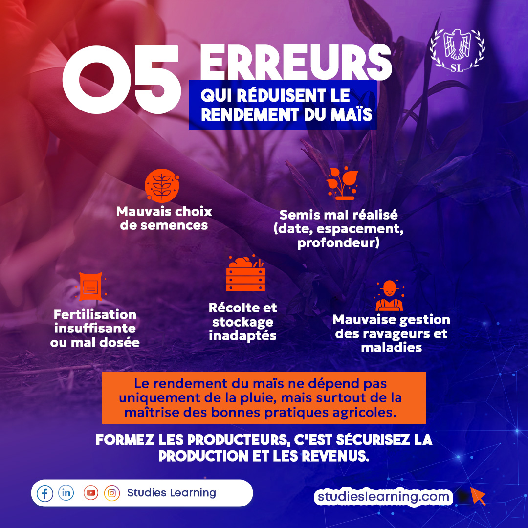 Studieslearn_In's tweet image. 5 erreurs qui tuent vos rendements en maïs :

1️⃣ Mauvaises semences
2️⃣ Semis mal fait
3️⃣ Fertilisation insuffisante
4️⃣ Récolte &amp;amp; stockage inadaptés
5️⃣ Gestion des ravageurs négligée

Formez-vous → studieslearning.com

#Maïs #Agriculture #StudiesLearning