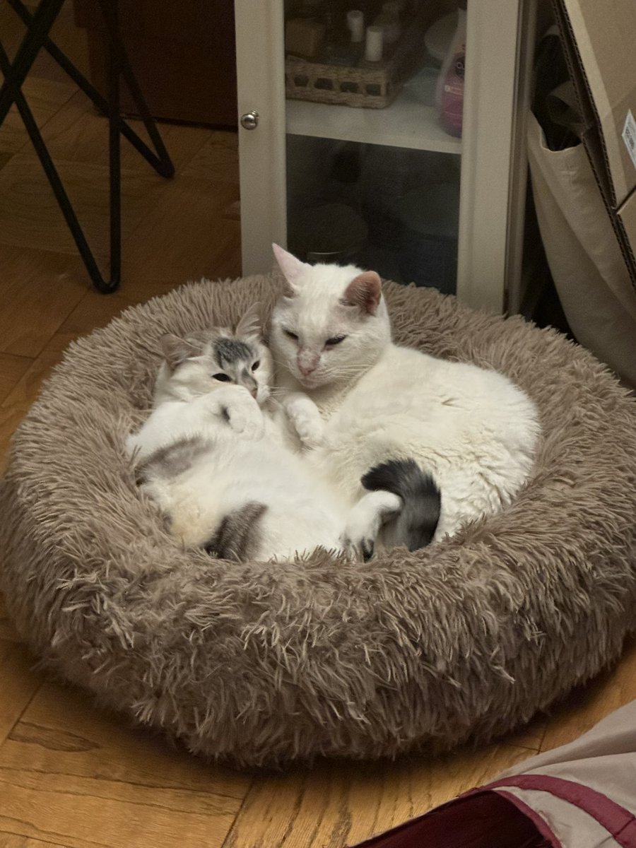 one direction infection: patient 0 tweet media