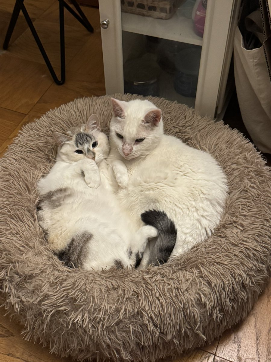 one direction infection: patient 0 tweet media