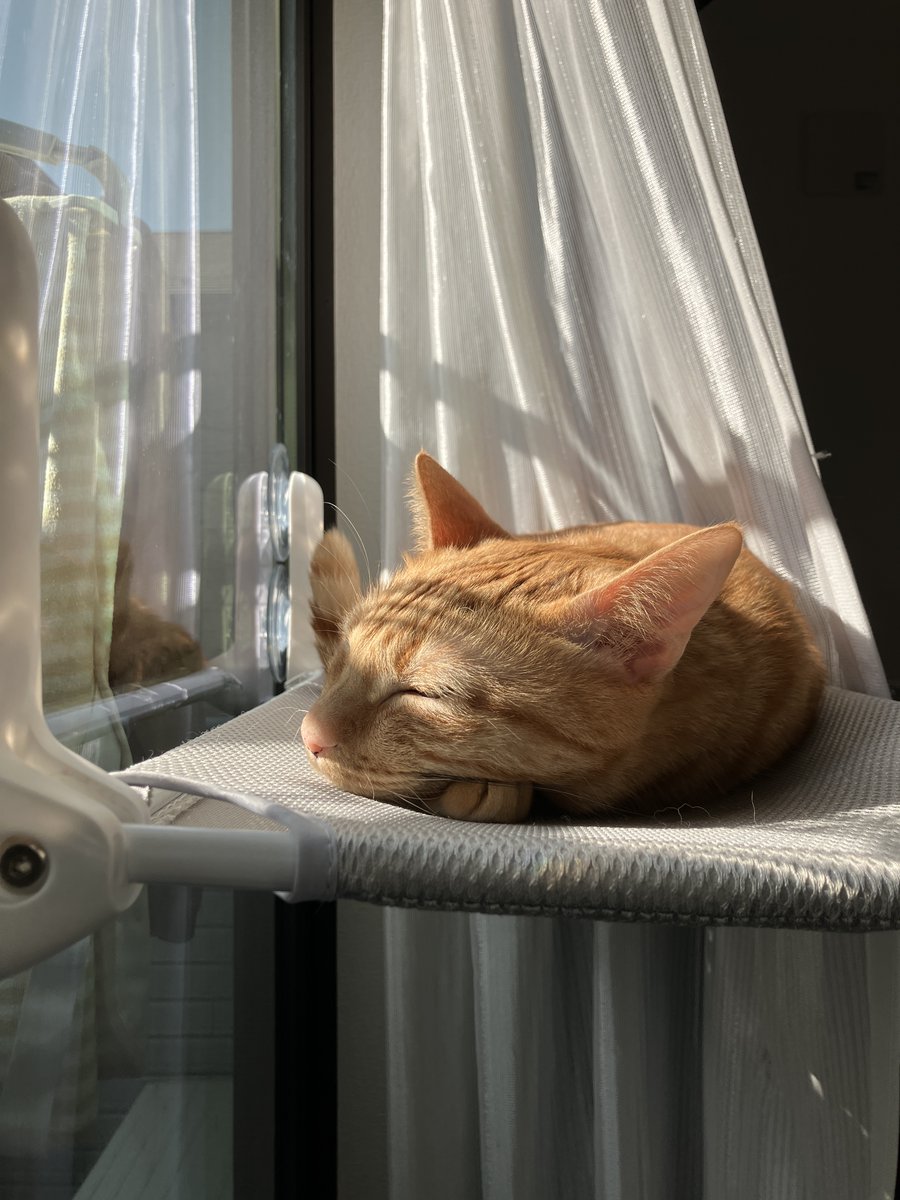 むぎときび tweet media