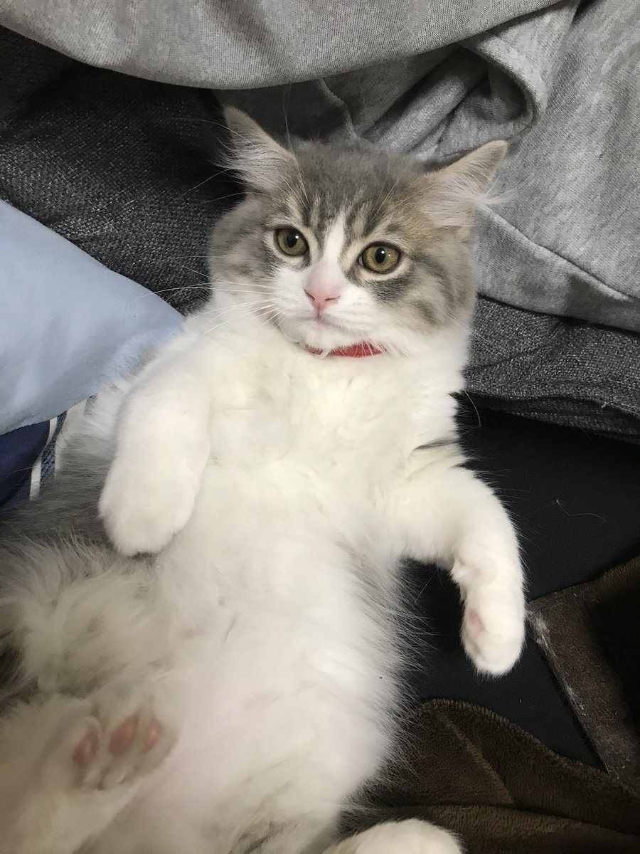 ぽんぽん禁止法…なるほど