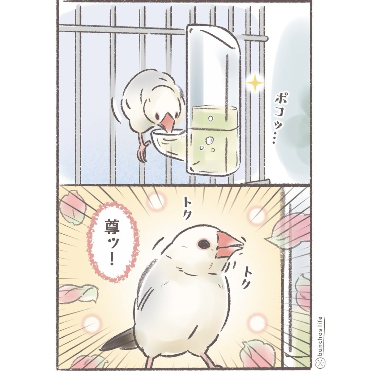 文鳥が水を飲む姿好き
#文鳥 
#4コマ漫画 