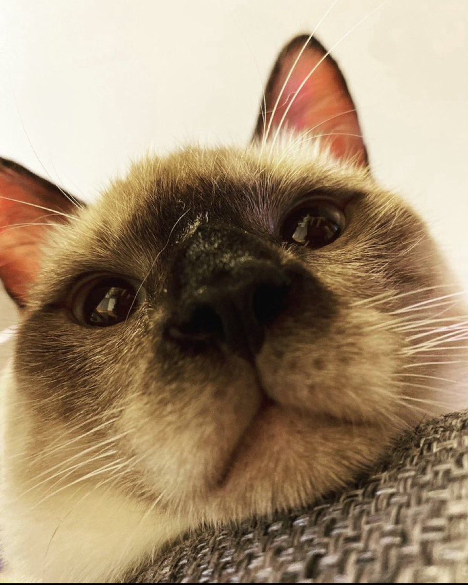 <a href="/Kinglovelycat/">แมวโง่อยากเป็นเอลฟ์อิสระ¹⁰</a> ป๊าล์ยังไม่มาสยบข่าวลือเลย สรุปเอาขนพวกจั้นมาทำกาเป๋าหรือเป่า #TENtoYSL2026Show