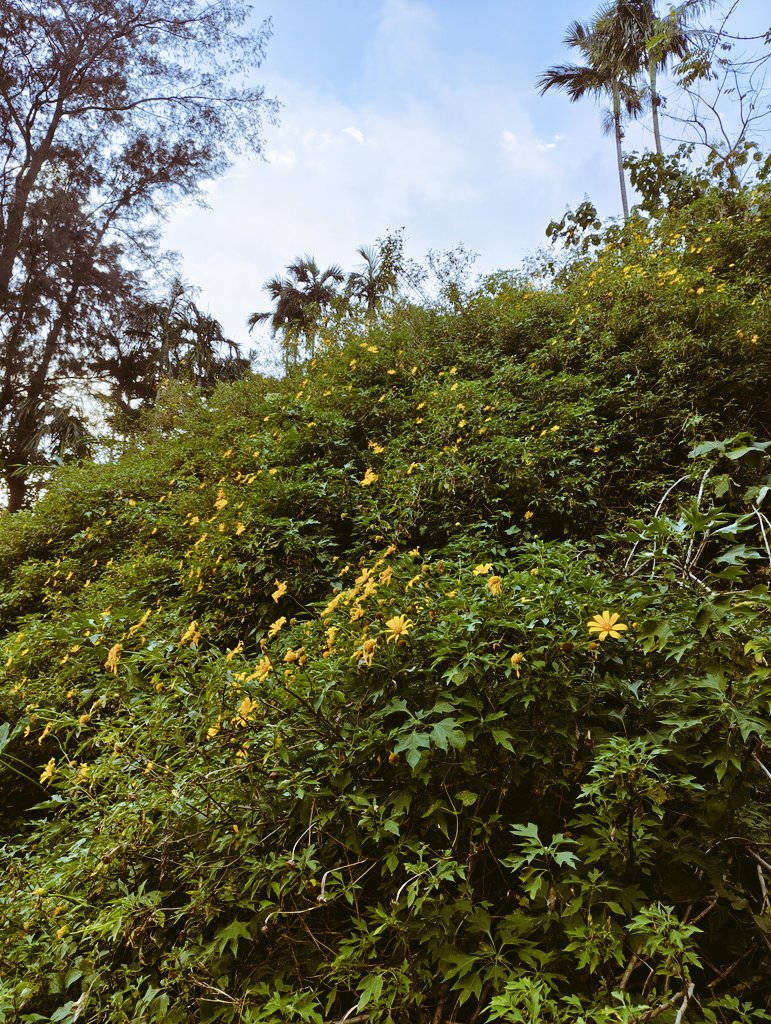 muhammedshibil_'s tweet photo. Green doesn't try. It just grows.

#Nature #GreenVibes #IntoTheWild #CalmScenes #NaturePhotography #OutsideLife https://t.co/7ME1bXJtid