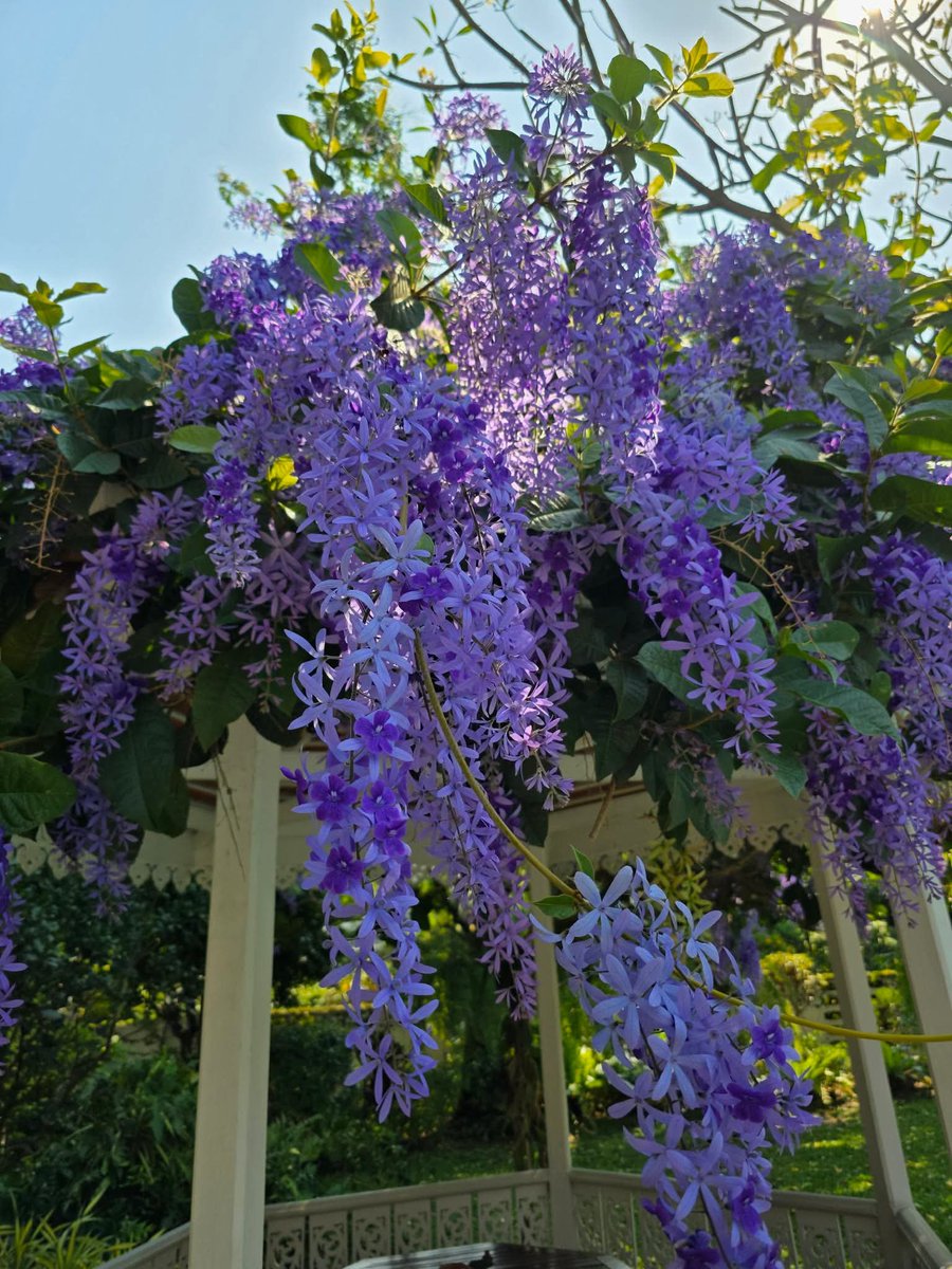 ทุกคนนนนนนน เพื่อนสนิทฉัน ที่บ้านมีศาลาเก๋งหกเหลี่ยม แล้วปลูกพวงครามคลุมหลังคาเก๋ง นางถ่ายรูปส่งมา ดอกดก พวงใหญ่ ย้อยได้งาม งามหยดย้อย สวยมาก สวยมาก ๆ น้ำลายหก อยากมีบ้าง แงงงงง ม่วงได้ใจ