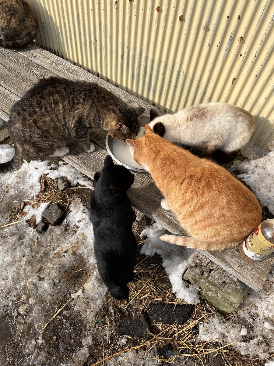 Yrf0C5HrBE72041's tweet photo. ママがいなくなってから初めてのご飯🍼
初めは飲まない子が多いですが、イヴちゃんは少しだけですが上手に飲めました👏えらい🥺👏

イヴちゃんが残したミルクはスタッフが美味しくいただきました🐱 https://t.co/y21OW8yOHg