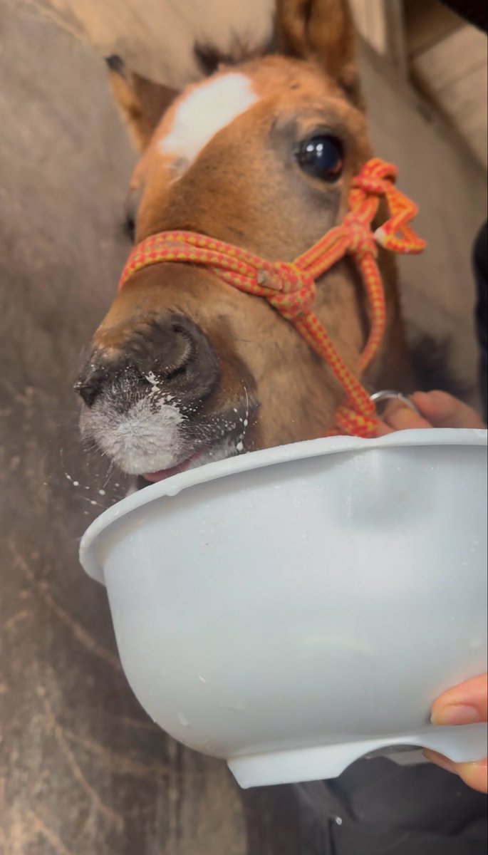 あんみつ (@cream_anmizu) / Posts / X