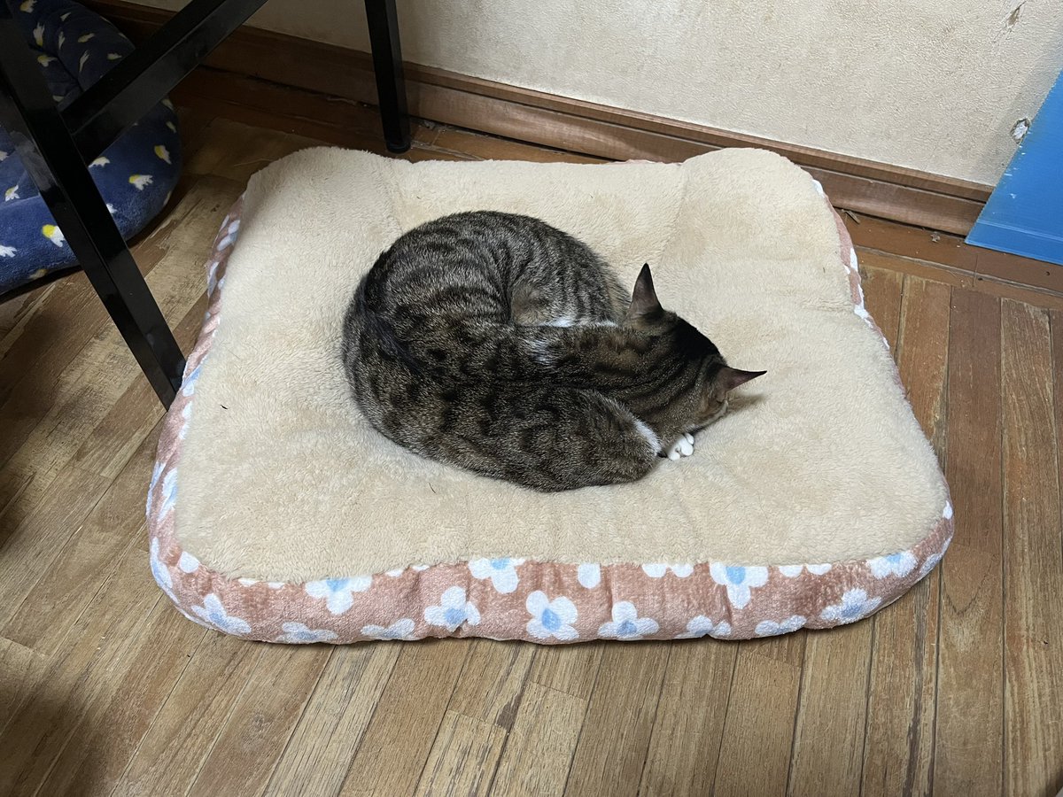 君のために買ったんじゃないんだ…