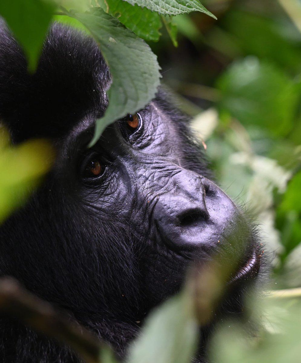 All smiles 😊 Gorilla Trekking today in Rushaga Sector of Bwindi Impenetrable Forest National Park Uganda 🇺🇬.

You need a minimum of 3 Days to visit and see Mountain Gorillas with us @ecoadventuresafaris 🦍 in Bwindi Impenetrable Forest National Park Uganda 🇺🇬 your trip starting