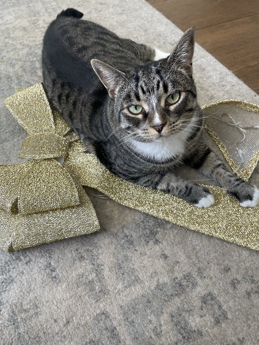 Kandy Shepherd tweet media