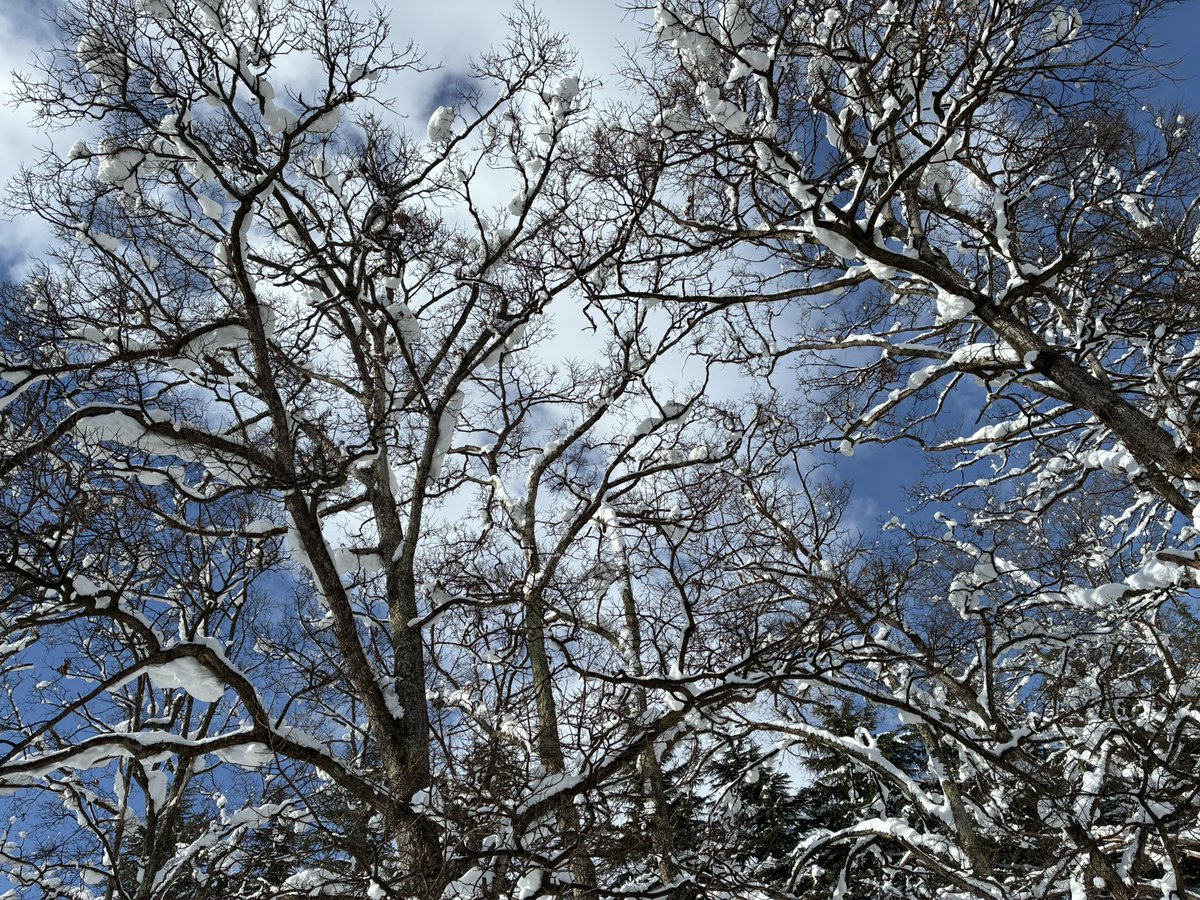 晴れた日の雪を纏った木々たちが
大好きだから写真撮ってしまうw