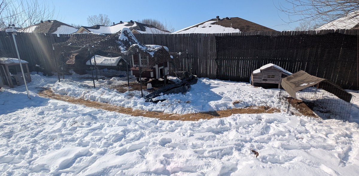 josefius's tweet image. I cleared a path for my chicken flock to walk around, they have stayed in the coop for three days, today they had left in short exits but returned after 5 minutes or so. Hopefully tomorrow they will move around more. #backyardchickens #chickens #WinterStorm26