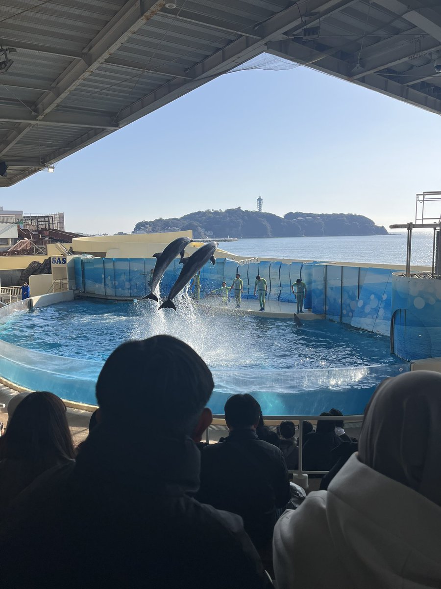 Post by 真夏🌊 on X: イルカショー