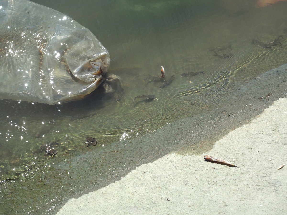 同じく下手なルアー釣りに固執した2019年のベトナム10日間。漁港のスロープに屯するハマギギ的なナマズの子たちもただ眺めるだけだった。この景色の中、ルアー投げて首かしげてるだけの当時の自分を押しのけて網を使いたい