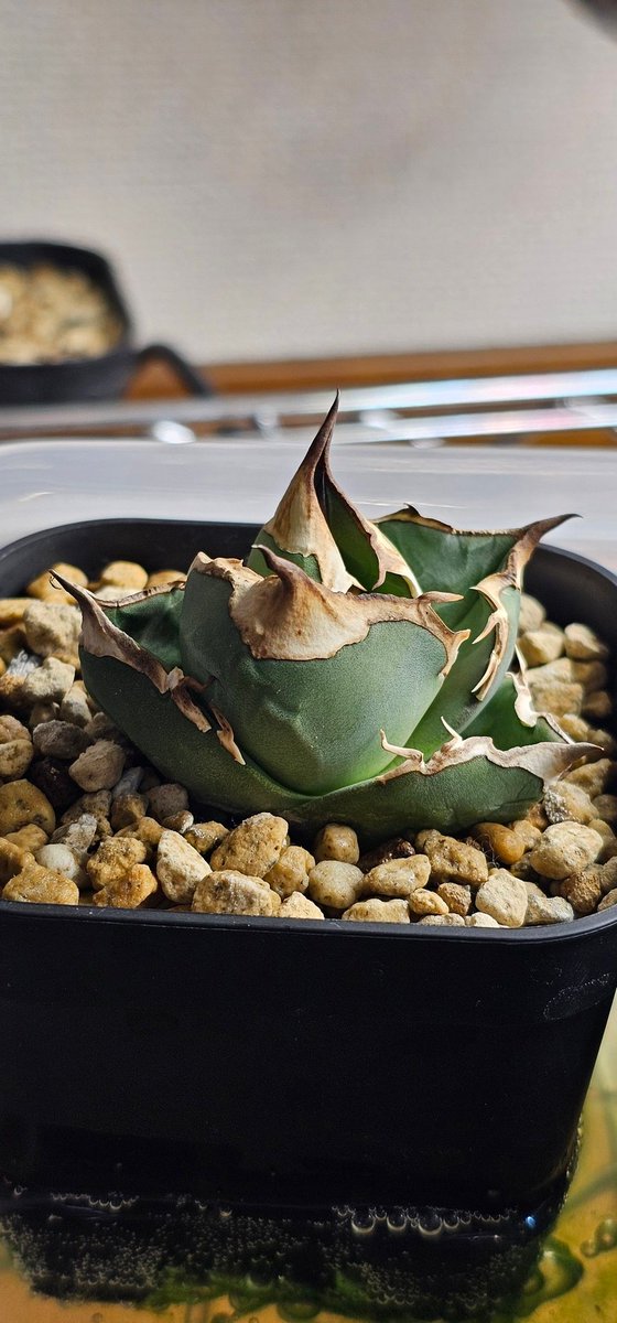 Post by だい on X: オアハカ子株