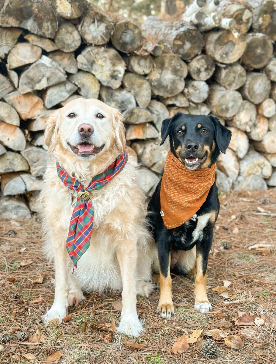 The struggle is real with multiple pets and an empty bowl. 😅 Time for the Perpetual Well—self-filling hydration for all! 💧🐾 perpetualwell.com/shop/