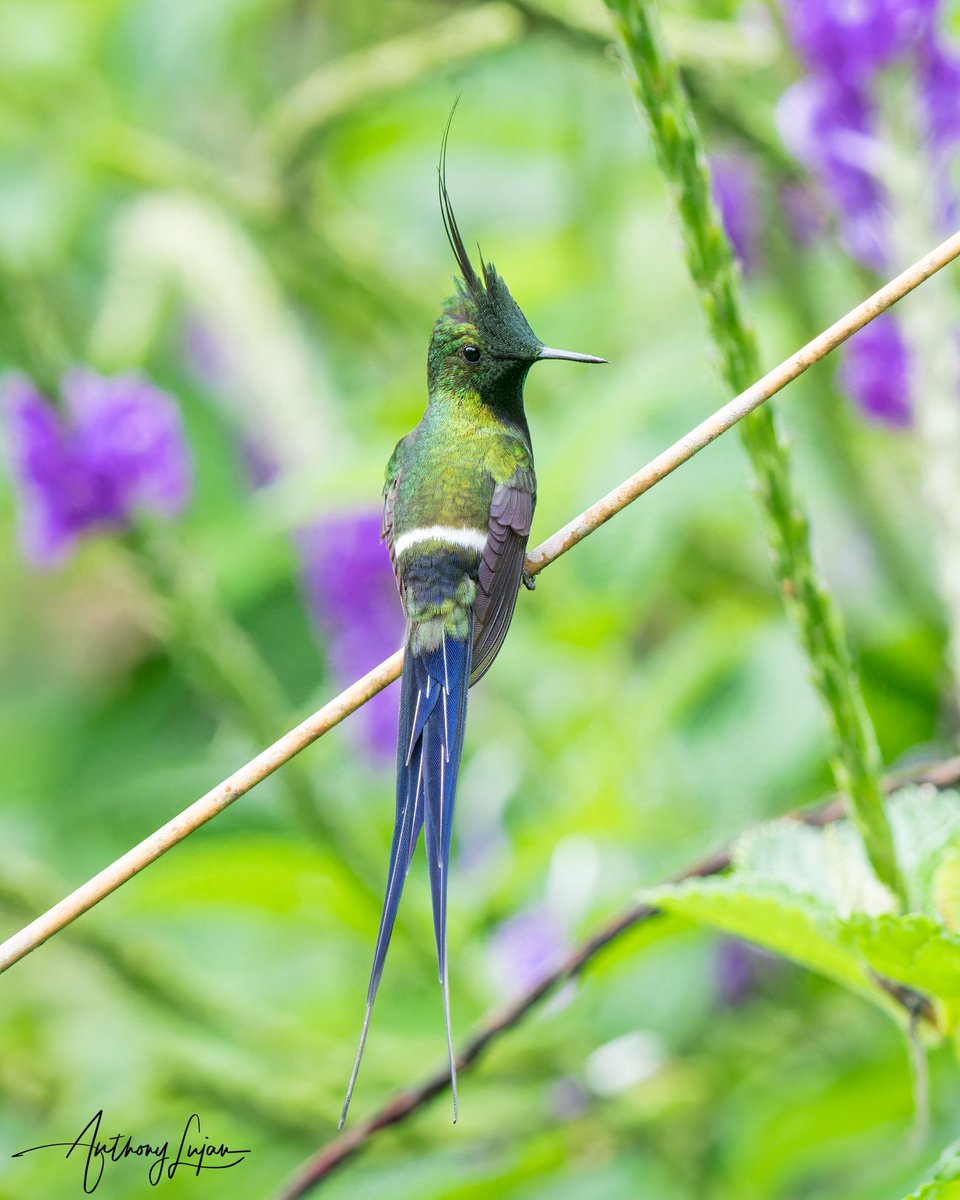 Cult of the Hummingbird (@culthummingbird) on Twitter photo 