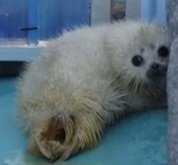 really really want to post some of my paya x oc bullshit but no one gaf!!!! fuck my stupid chungus life i wanna share my yuri!!!