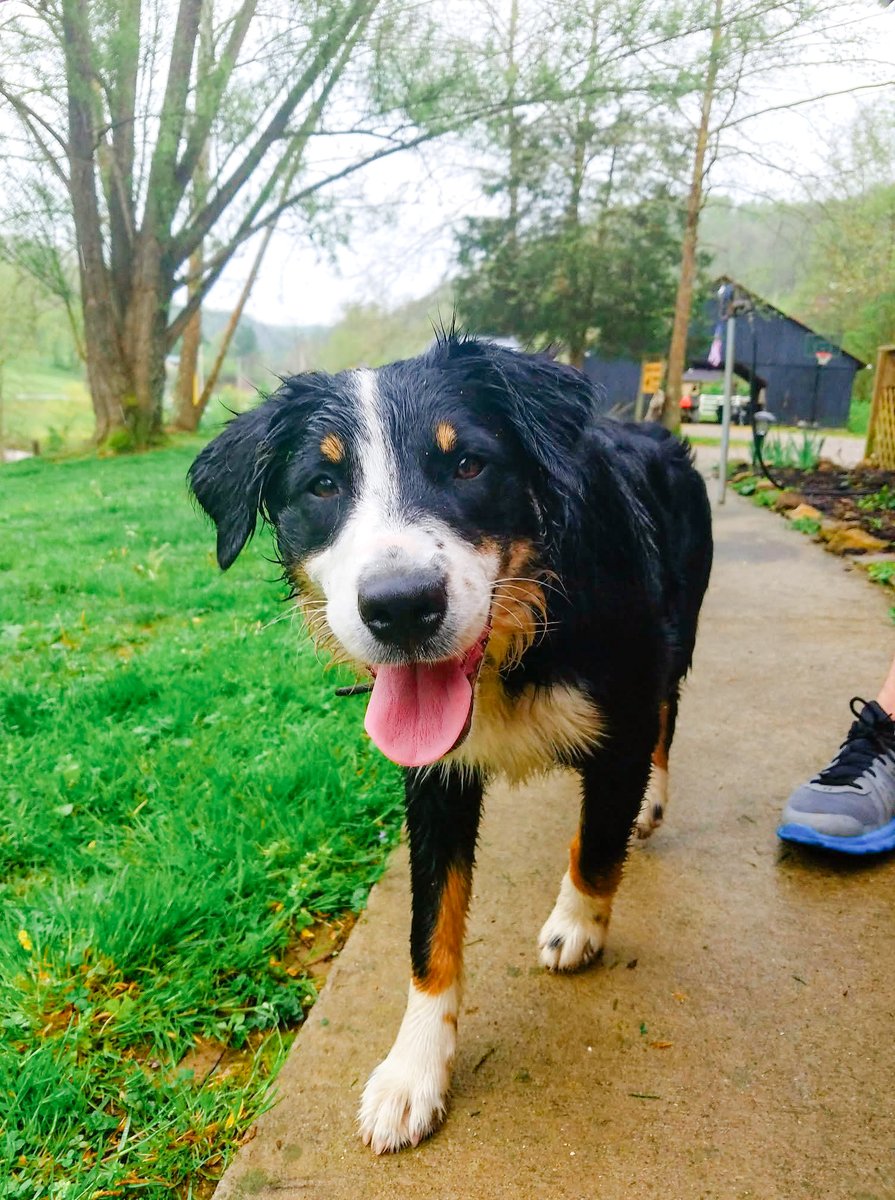 ❤️ What’s the one thing your pet can’t live without? perpetualwell.com/shop/