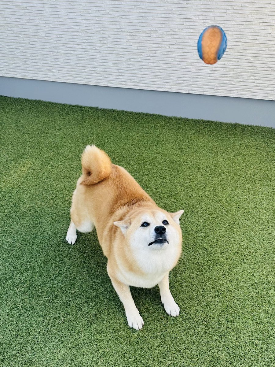 好きすぎて滅。

 #柴犬