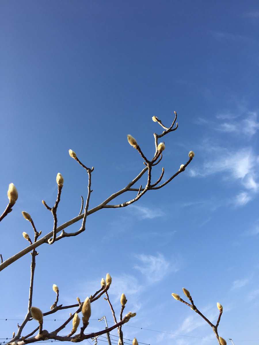 831Bowl's tweet photo. 風が強くて寒いけど、空は暖かそう〜蕾みつけたよ♫
深呼吸して　ゆるっとふわっとここち良く🍃　感謝🥰
#今日の空 https://t.co/JiJbqD0sEn