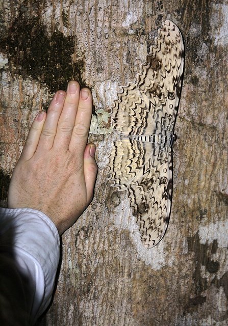 MothHeaven_'s tweet photo. The White Witch Moth, generally considered the biggest moth in the world by wingspan

It's so big that it makes the giant sphinx moths on the third photo look tiny

I dont have any further comments on them, since I covered the black witch moth id rather also cover this one :] https://t.co/7rUrQVVa5L