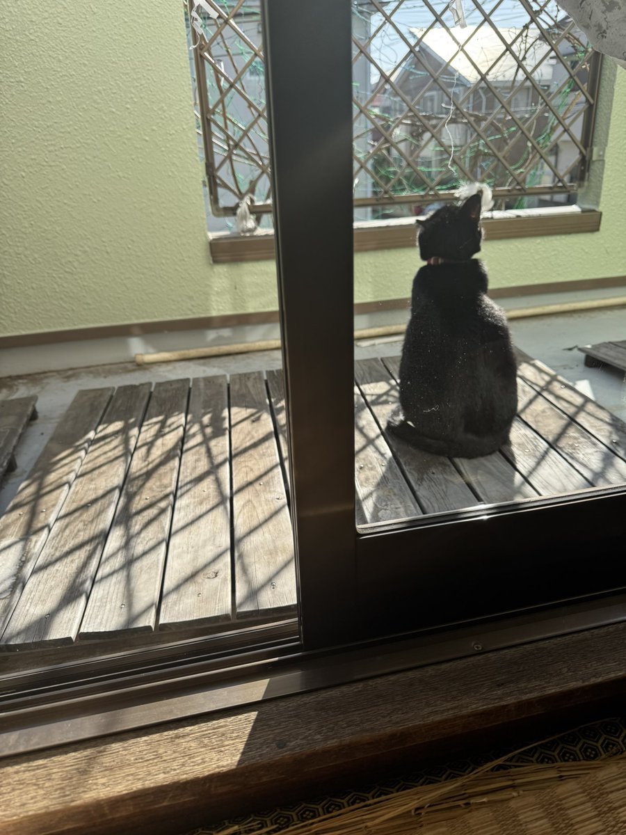 家猫になりました😼