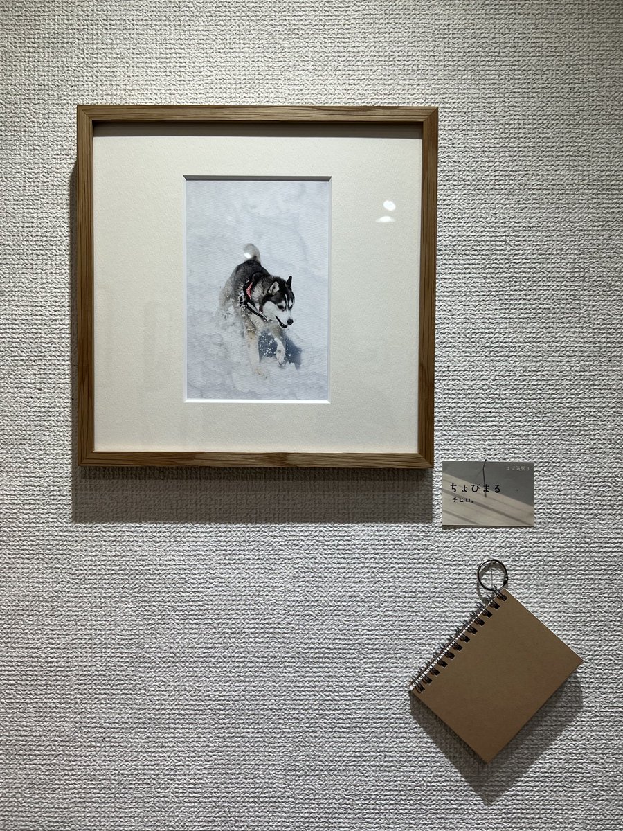 Sea____photo's tweet photo. 元気展3！！

写真や展示を通して新たな出会いに恵まれ、元気をいただくことができた素敵な5日間でした。

主催のたっきーさんや出展者のみなさまのおかげで「写真っていいな」「元気がもらえるな」って改めて感じることができました。

ありがとうございました！！

 #元気展3 https://t.co/AEDwVWCwQu