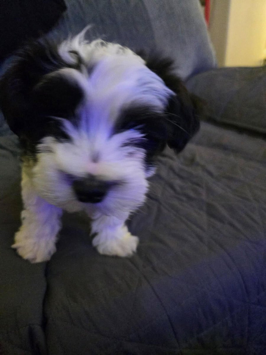 Looking for a rescue to take this little guy .