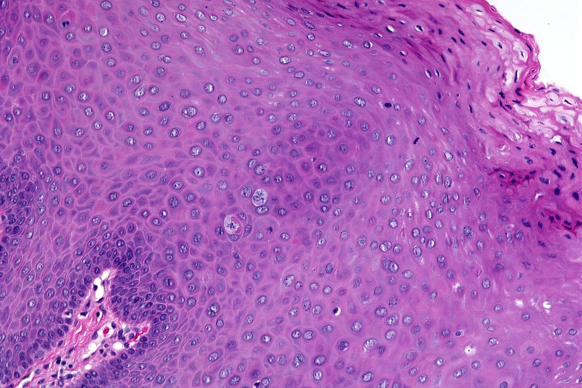 Hassan Khormi tweet media