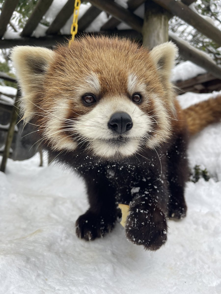 つっち～♪@レサパン溺愛中(♡˙︶˙♡) (@LMystar238) / Posts / X